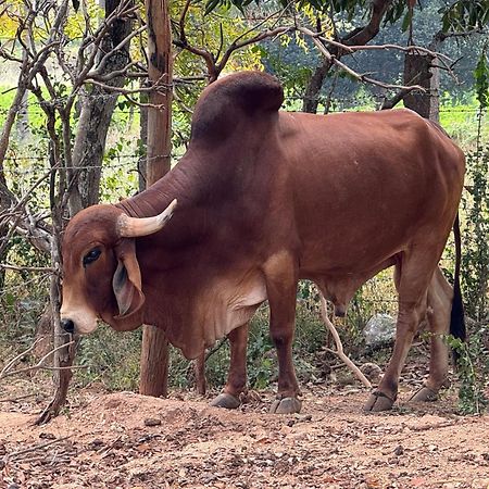 Chikoo Farm Inn Bangalore Exteriör bild