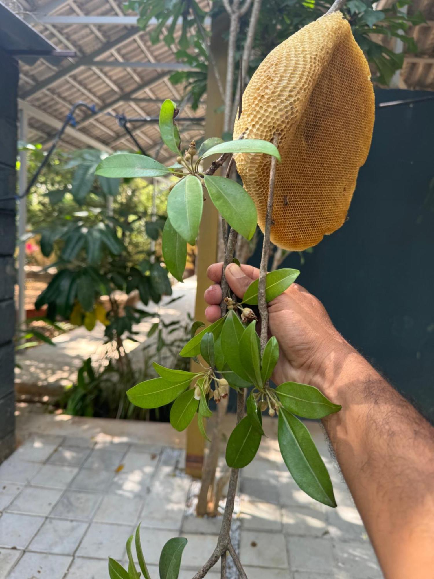 Chikoo Farm Inn Bangalore Exteriör bild